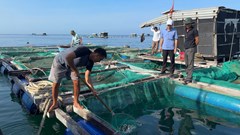Lý Sơn hỗ trợ cá giống, mở hướng sinh kế mới cho người nuôi lồng bè