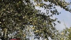 Bảo tồn truyền thống để phát triển du lịch