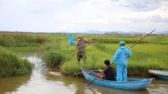  Công khai đường dây nóng phòng chống bệnh dịch tả lợn châu Phi