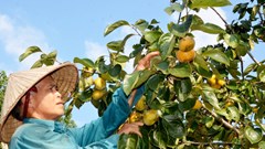 Tỉ lệ giảm nghèo vượt kế hoạch đề ra