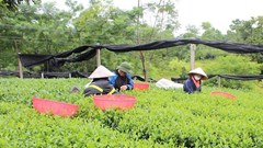 Bình quân mỗi năm số hộ nghèo giảm 1,41%