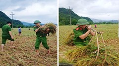 Xúc động hình ảnh Công an Thanh Hoá xuống đồng gặt lúa giúp dân chạy bão số 10