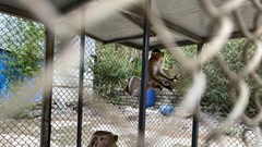 Công an xã vận động người dân giao nộp 2 cá thể khỉ quý hiếm