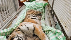 Triệt phá đường dây nấu cao hổ giá gần 2 tỉ ở Thanh Hóa