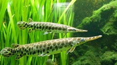 11 người nhập viện sau bữa nhậu cá cảnh: Công an bác tin “ngộ độc trứng cá rồng”