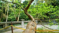 Chạm vào là “cười”: Bí ẩn cây ổi trăm tuổi ở Lam Kinh