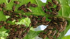 Ăn bọ xít rừng tự bắt, 6 người ở Thanh Hóa nghi ngộ độc phải nhập viện