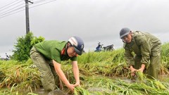 Giữa mưa lũ, Công an Thanh Hóa xuống đồng gặt lúa giúp dân