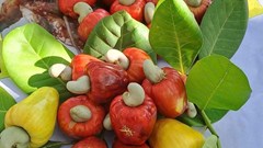 “Con đường nông sản” đưa thanh long, dưa lưới và hạt điều lên chuyến bay