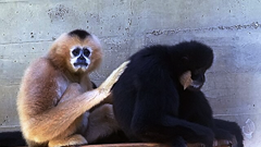 Bảo tồn loài vượn siki cực kỳ quý hiếm ở Trường Sơn