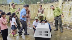 Bắt cá thể voọc đi lạc tấn công người đi đường