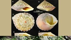 Phát hiện loài ốc mới sinh sống ở hang Sơn Đoòng