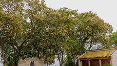 Mùa hoa bún khoe sắc bên dòng Kiến Giang