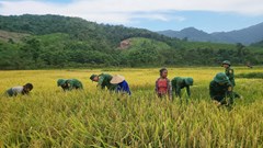 Hối hả giúp đồng bào thu hoạch lúa trước ảnh hưởng của cơn bão số 1