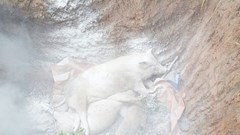 Tiêu huỷ hơn 1.750 con lợn mắc dịch tả châu Phi