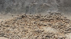 Bước đầu xác định nguyên nhân tôm chết hàng loạt