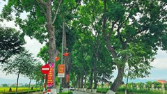 Xanh mướt hàng cây xà cừ cổ thụ trên quê hương Bác