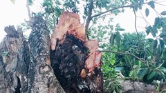 Cây đa di tích lịch sử hơn 300 tuổi bị gãy đổ