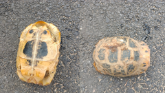 Người dân giao nộp rùa núi vàng quý hiếm