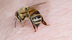 Bảy học sinh chọc tổ ong, một em bị đốt tử vong