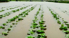 Mưa lớn gây ngập sâu, 4 con trâu bị sét đánh chết