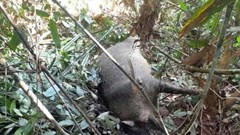 Hàng chục cá thể lợn rừng chết bất thường trong Vườn quốc gia Pù Mát