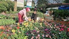 Sắc xuân tràn ngập làng hoa Nghi Ân