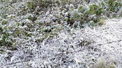 Băng giá phủ trắng nhiều bản làng miền Tây xứ Nghệ