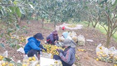 Tuổi trẻ Nghệ An chung tay “giải cứu” quýt đặc sản