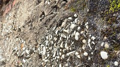 Độc đáo những ngôi nhà xây bằng vỏ sò, vỏ ốc ở miền biển xứ Nghệ