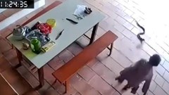 Cụ bà 96 tuổi “thoát nạn” khi cầm gậy xua đuổi rắn hổ mang