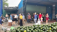 “Giải cứu” hàng tấn dưa hấu giúp tài xế xe tải gặp nạn