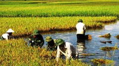 Nông dân lo mất trắng vụ mùa lúa Xuân do lép hạt