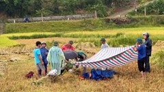 Liên tiếp hai người bị sét đánh tử vong giữa cánh đồng