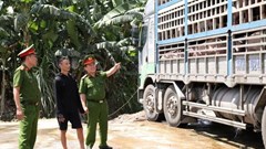 Phát hiện xe tải chở 18 tấn lợn nhiễm dịch tả châu Phi đi tiêu thụ