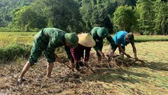 Bộ đội Biên phòng giúp bà con vùng cao gặt lúa sau lũ quét