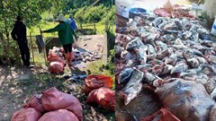 Làm rõ sự việc cá chết, trôi theo cửa xả nước của hồ Kẻ Gỗ