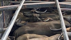 Bắt giữ xe tải chở 29 con trâu không rõ nguồn gốc
