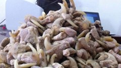 Tàng trữ xương sư tử, người đàn ông bị phạt hơn 260 triệu đồng