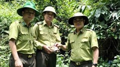 Cá thể rùa hộp trán vàng quý hiếm được thả về rừng Pù Huống