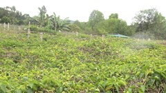 Nông dân nâng cao thu nhập từ trồng hoa thiên lý