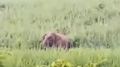 Voi rừng xuất hiện gần bản, phá hoa màu của người dân