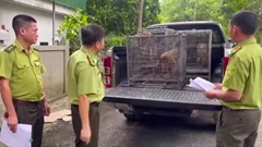 Giao nộp nhiều cá thể động vật hoang dã cho Vườn quốc gia Pù Mát