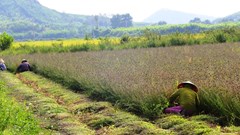 Loài cây “giải nhiệt” giúp nông dân xứ Nghệ phát triển kinh tế 