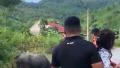 Thương tâm bé gái 4 tuổi ở Nghệ An bị trâu húc tử vong