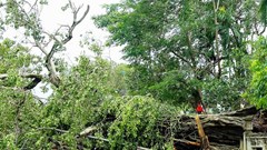 Hai cây đa cổ thụ “chứng nhân lịch sử” ở Kim Liên bị bão quật ngã