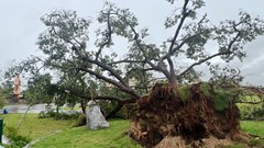 Dùng cần cẩu 100 tấn “cứu” cây đa cổ thụ ở Kim Liên sau bão số 5