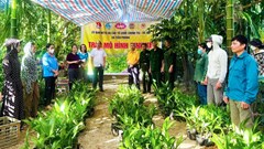 Niềm vui khấm khá kinh tế từ cây cau ở xã miền núi xứ Nghệ 