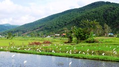 Phá “ma trận” bẫy tận diệt, bảo vệ đàn chim trời di trú