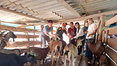 Lan tỏa mô hình “ngân hàng con giống” nơi biên giới miền Tây xứ Nghệ